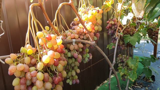 Виноград Медея. 15. 08. 26
