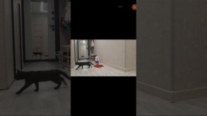 СМОТРИМ НА КОТЁНКА ОННОГО ВКОМНАТЕ