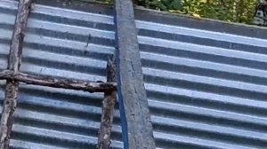 воскресные белки за окном