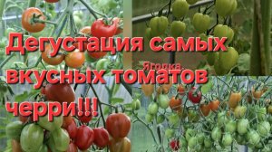 Самые лучшие томаты черри!!! Провожу дегустацию!!! Выбор на следующий год!!!