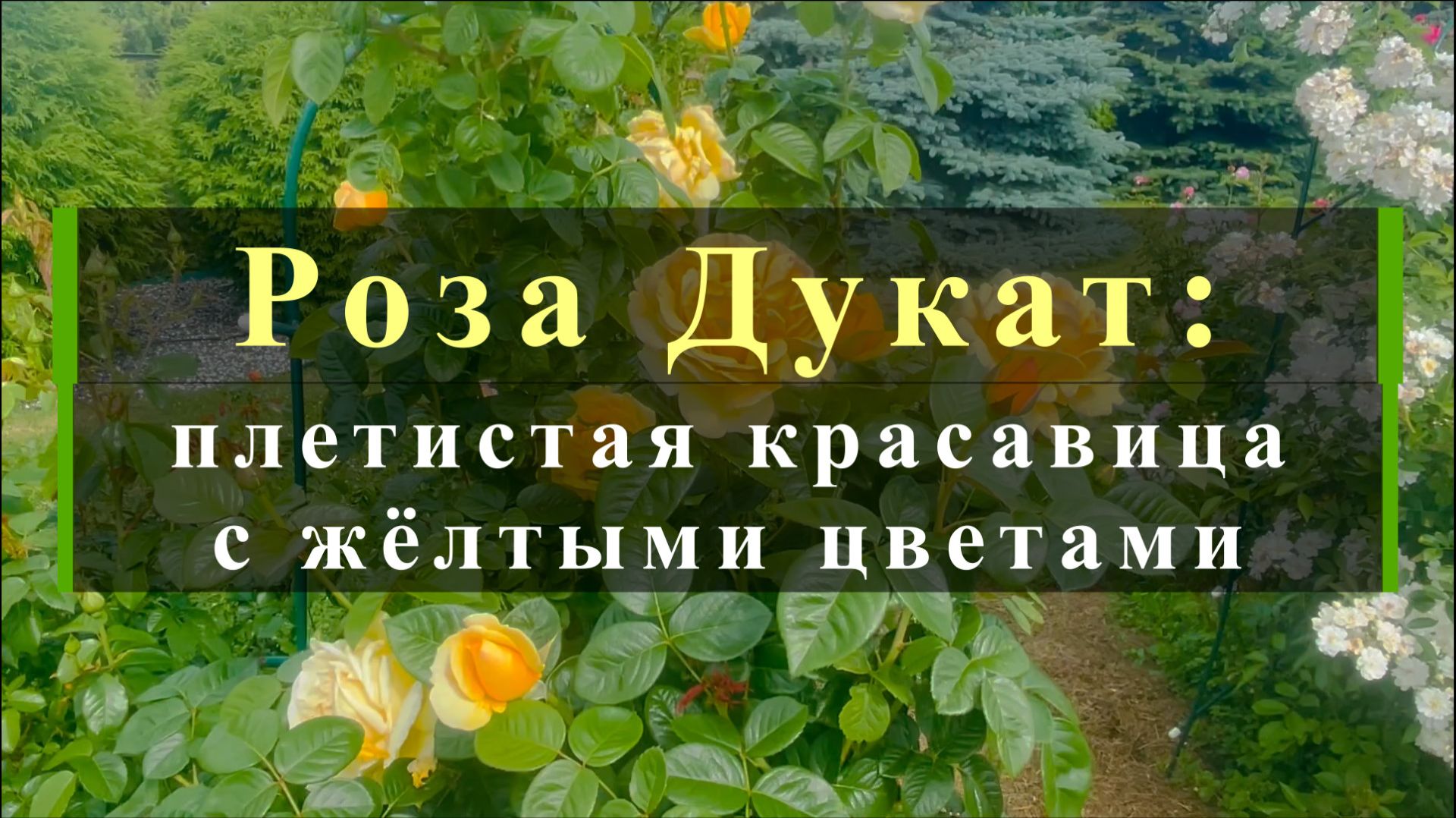 Роза Дукат: плетистая красавица с жёлтыми цветами