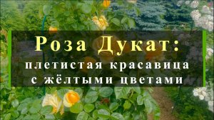 Роза Дукат: плетистая красавица с жёлтыми цветами