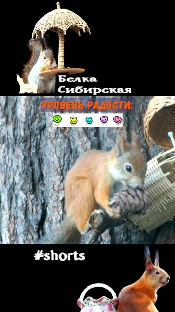 Белка и ее предмет обожания
