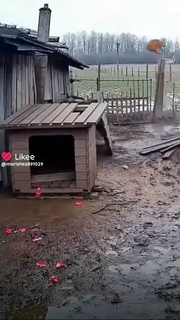 гусь всполошитель 17 августа 2026 год