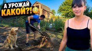ГОВОРИЛИ — ЗЕМЛЯ ПЛОДОРОДНАЯ… 😳 КОПАЕМ КАРТОШКУ! ВОТ ЧТО ВЫРОСЛО НА НОВОМ ОГОРОДЕ _ жизнь с нуля_1