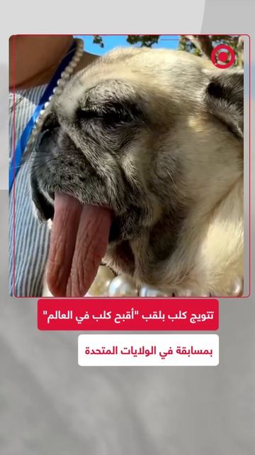 تتويج الكلبة 