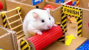 Хомяк сбегает из картонного лабиринта 🐹 Испытание для Пушистика