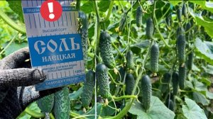 Срочно дайте огурцам Соль в АВГУСТЕ! Урожай ведрами до заморозков!
