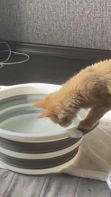 Когда любопытство сильнее осторожности ! :) Котики.