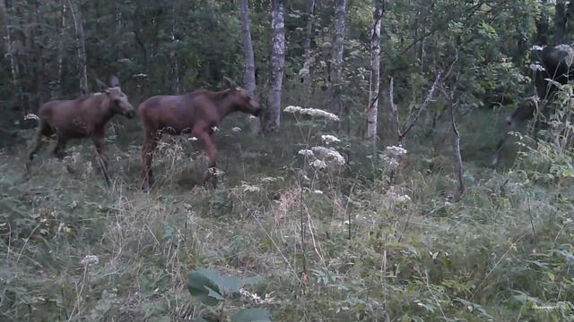 Дикие хозяева этой территории: кабаны и лоси в объективе фотоловушки