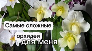 Пафилпедилумы: цветение| уход| полив. Башмачок Вайт Леди первое цветение
