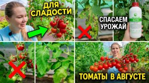 Томаты в августе: сокращаем полив, спасаем урожай от фитофторы и делаем плоды сладкими!