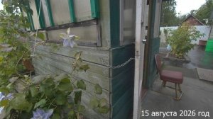 7 соток. Дождь. Собираю урожай и делюсь с соседями. Хроника 15 августа 2026 год