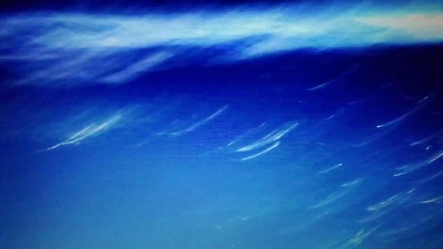 Тихоокеанские афалины выступают на представлении в москвариуме. Очень добрые и прекрасные животные.