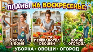 Планы на воскресенье: уборка, закатка, полив