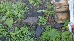 Базиликовый день. Хорошо устроилась. Мы под радугой.