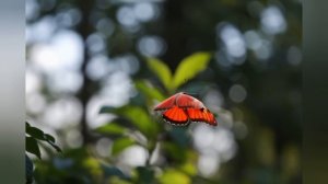 Ирина Одарчук Паули Красная бабочка