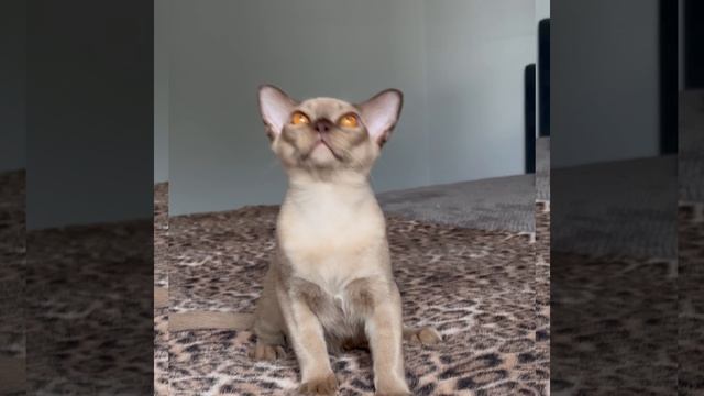 Шоколадный бурманский котёнок мальчик Quantum Freya Way. Помёт «Q8»