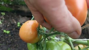 Помидорчики 🍅 сорт Видимо не видимо!❤️💥👍