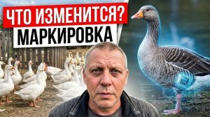 МАРКИРОВКА ПТИЦЫ С 1 СЕНТЯБРЯ! 😱 Что мне сказали в ветслужбе?