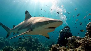 Second dive in the Maldives. Второй дайвинг на Мальдивах