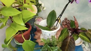 🛍️👍🪴❤️🥰☺️.  Классные покупки комнатных цветов и другие покупки в конце июня 2026 года!!!