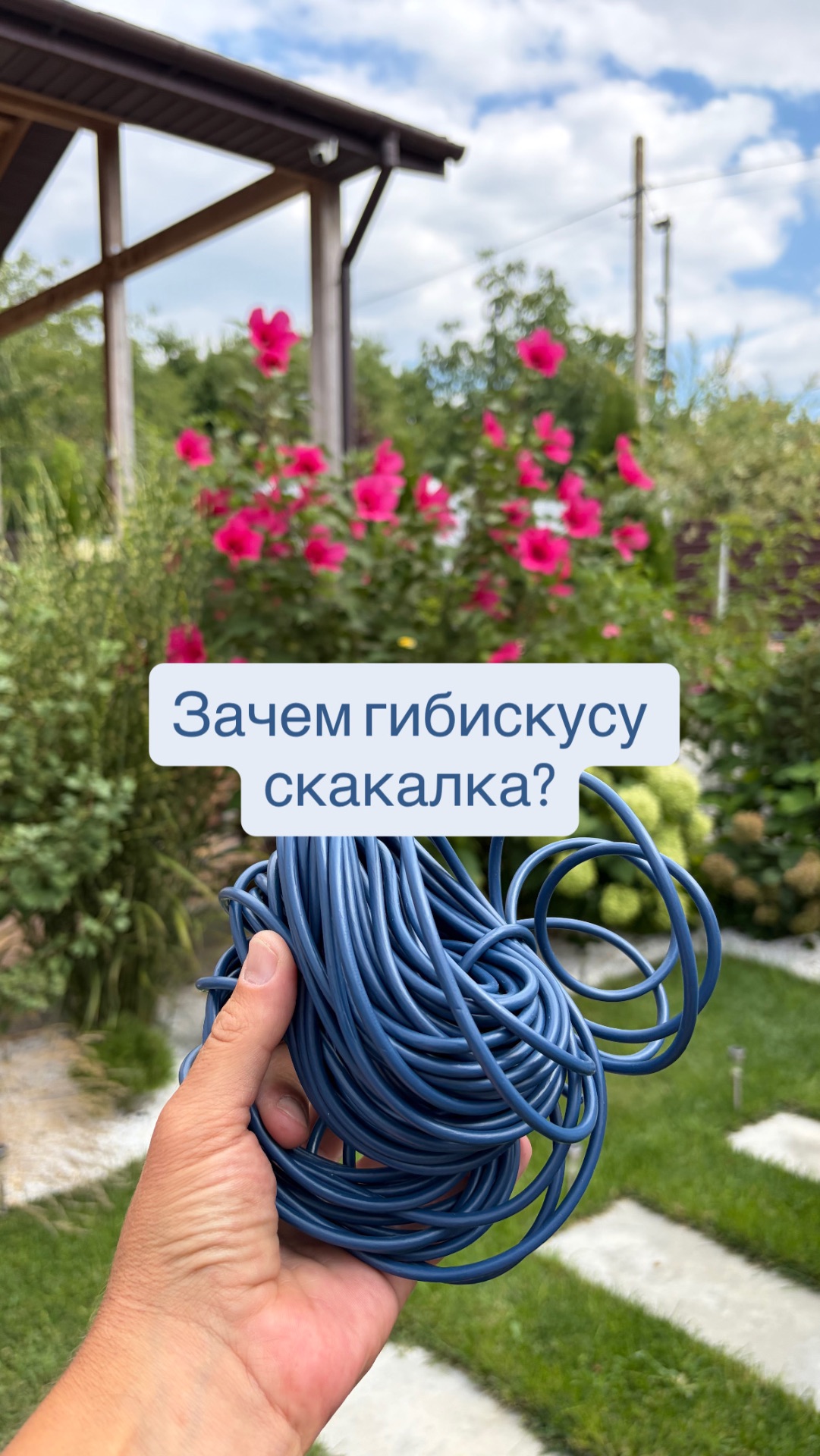 Гибискус Русанова- хоть и имеет крепкие побеги, но без подвязки внешне будет не так красив