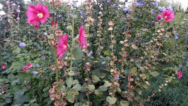 VID_20260815_193607[1]
