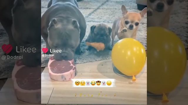Сабаки 🐶🐶🐶 смеяки!!!