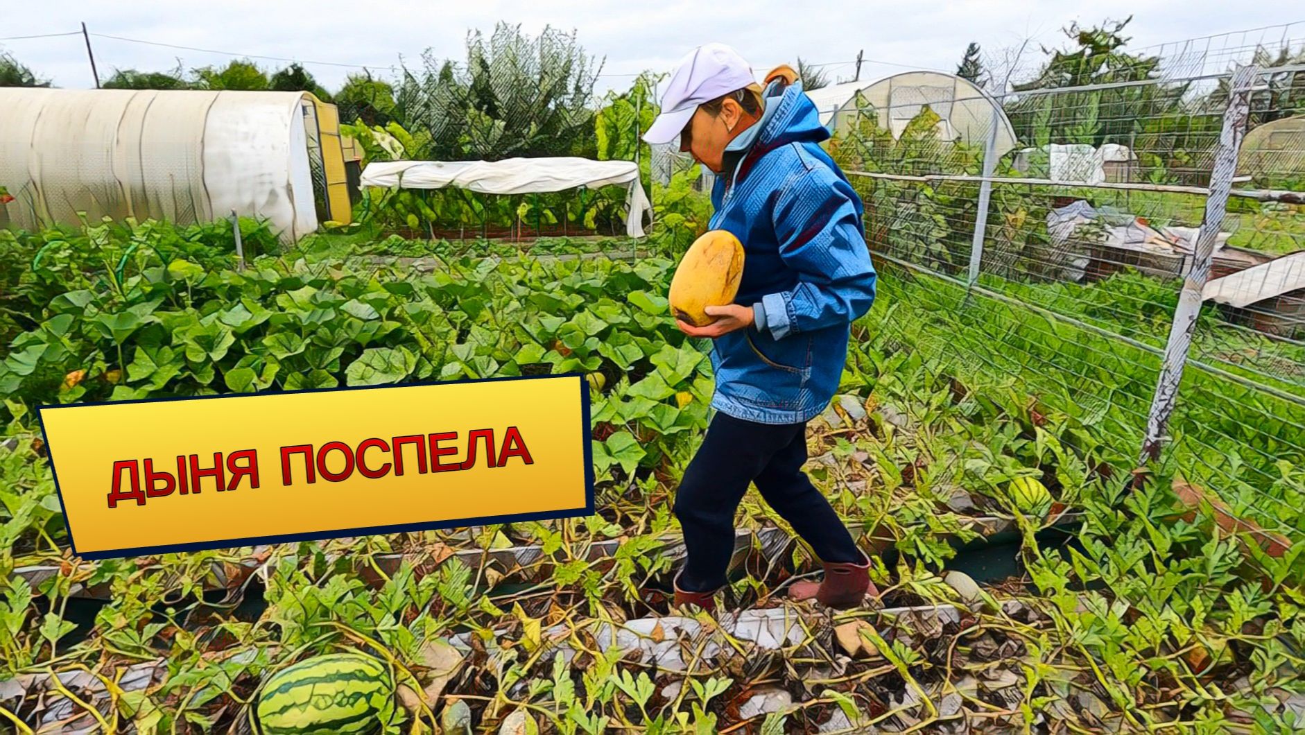 Рецепт из 90-х  Поспела дыня