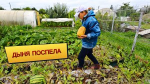 Рецепт из 90-х  Поспела дыня