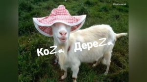 Коза Дереза песня #хочувконфетку