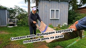 Сливаем вино Выбираем картошку - полезный день на даче