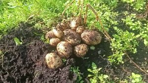 КАКИЕ МЫ МОЛОДЦЫ ✅ ТАКОЙ УРОЖАЙ ВЫРАСТИЛИ ✅ НА ОГОРОДЕ