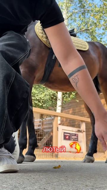 Хулиганим на конюшне 😂🐎 На ранчо «Сальвадор» скучно не бывает