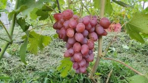 Офелия. Мускат. Донское Казачество.