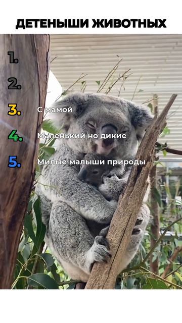 ДЕТЕНЫШИ ЖИВОТНЫХ