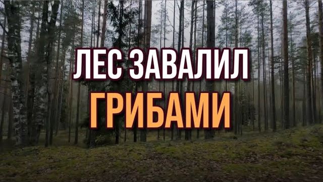 Грибы в августе 2026 — где сейчас пошли грибы ЛЕС ВЗОРВАЛСЯ ГРИБАМИ! Грибы 2026