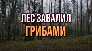 Грибы в августе 2026 — где сейчас пошли грибы ЛЕС ВЗОРВАЛСЯ ГРИБАМИ! Грибы 2026