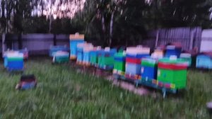 16.08.26. Результат роеловного сезона2026 года