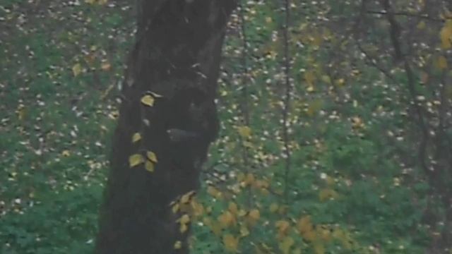 Большая синица на стволе дерева. DSCN6938~2