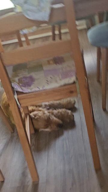 🐕 🐶 собаки спят с музыкой