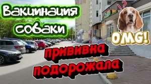 Прививка для собак опять подорожала 🤔