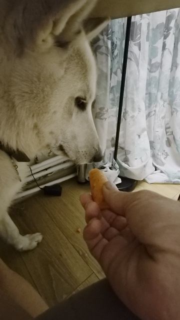 хрустит морковкой