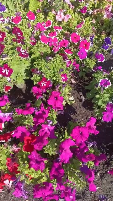 Мир цветов в 🌺🌺🌺Жить наУрале