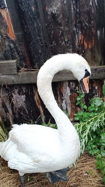 🦢😍❤❤❤
