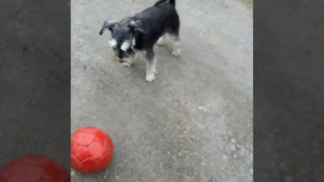 Стёпа
