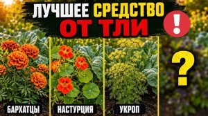 ПОСАДИТЕ ЭТО РЯДОМ С ОВОЩАМИ - РЕЗУЛЬТАТ ВАС УДИВИТ! КАК ЗАЩИТИТЬ ОВОЩИ ОТ ТЛИ БЕЗ ХИМИИ