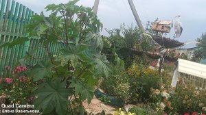 Конкурс Краски летнего палисадника в рамках проекта Носочный блюз осени. Сезон 3.