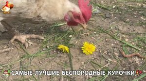 Цыплята и Курочки селяночки лучшие беспородные несушки 🥚 (508)